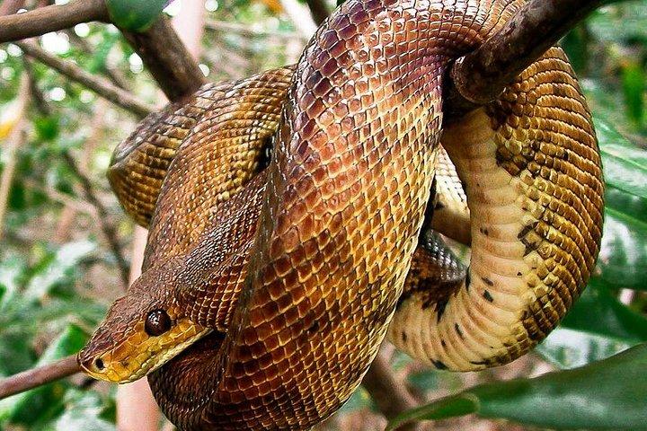 マングローブボートツアーダマス島、マヌエルアントニオ