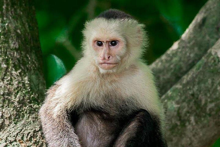 Visite privée de luxe du parc Manuel Antonio
