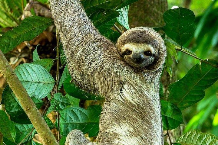 Visite privée de luxe du parc Manuel Antonio