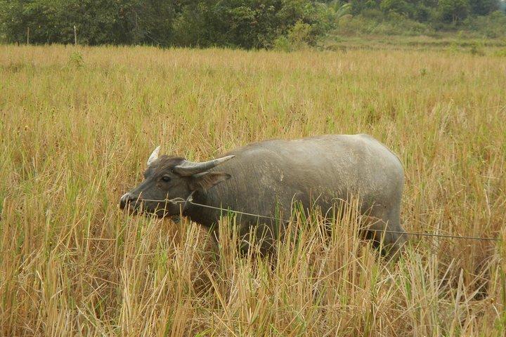 Rice Fields & Rural Villages Tour