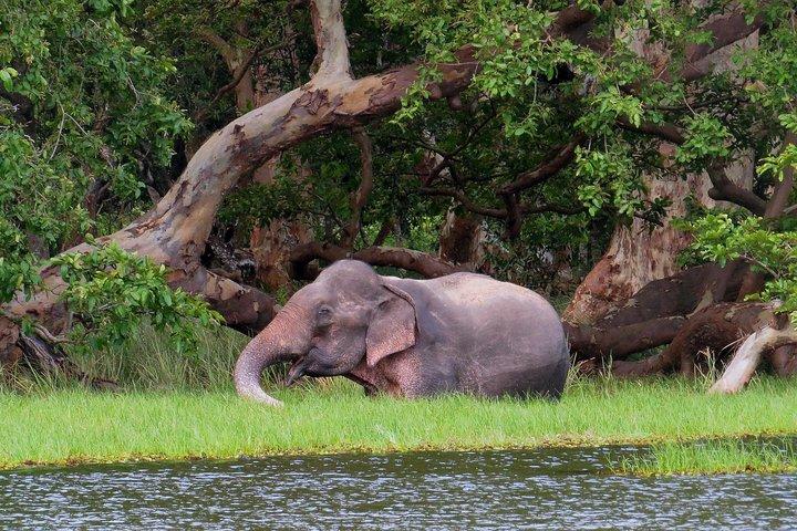 ネゴンボのウィルパットゥ国立公園サファリ