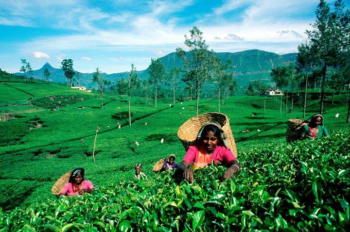 Haputale Highlands von Nuwara Eliya