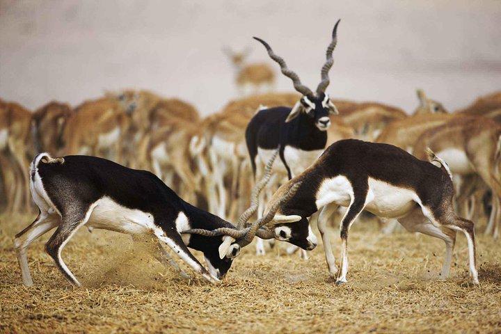 Bishnoi Village Safari