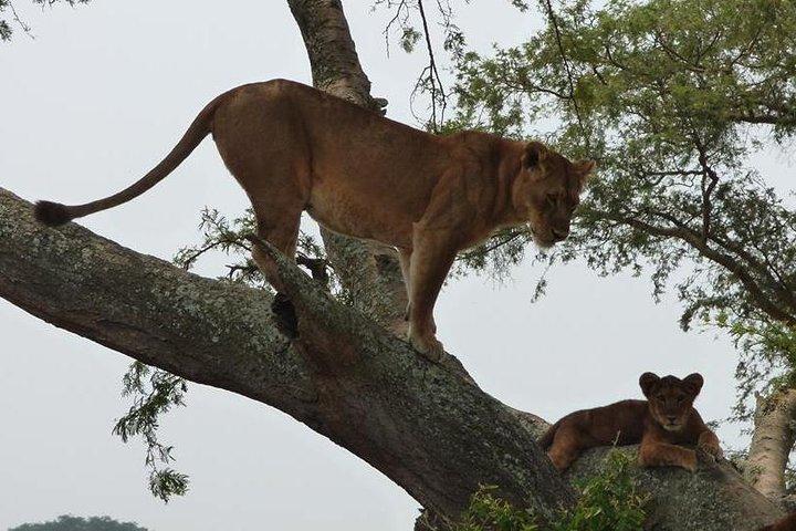 3 dias Rainha Elizabeth National Park Uganda Safari