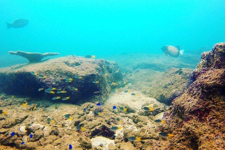 今すぐスキューバアドベンチャーを始めよう！水中写真を無料でプレゼント