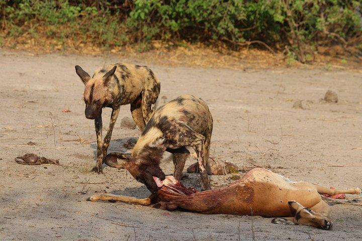Chobe Overnight Camping safaris