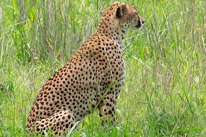 1日はグループサファリに参加してタランギーレ国立公園へ