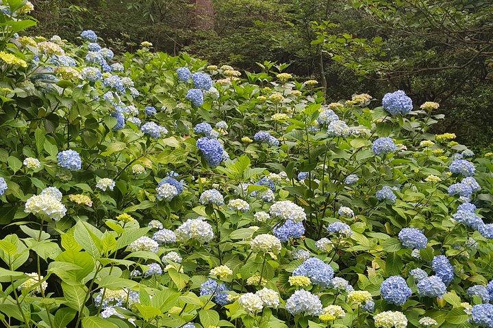 大阪発の神戸の山々、植物園、温泉を訪れる日帰りプライベート・ツアー