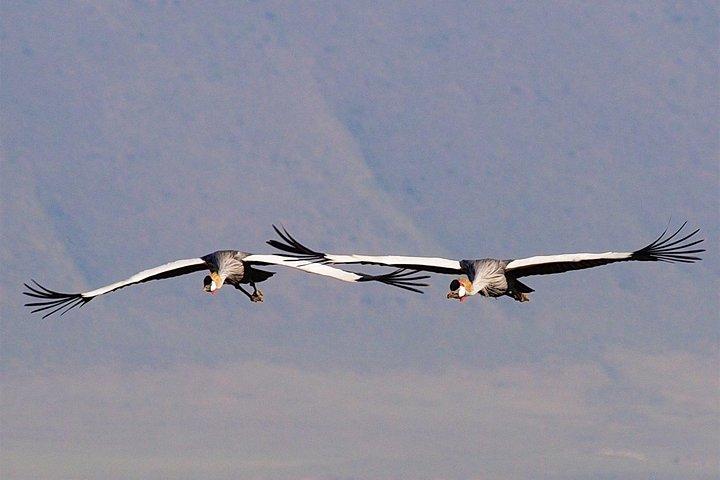 Safari privato di 2 giorni nel cratere di Ngorongoro e nel Tarangire National Park