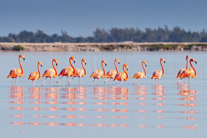 Hoteller i nærheden af Cenote Ik Kil, Rio Lagartos & Las Coloradas