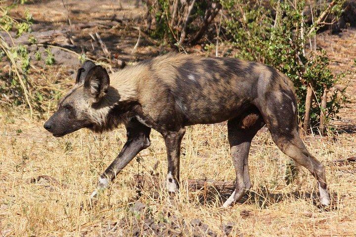 Safari privado de 3 días en Ngorongoro, lago Manyara, parque nacional Tarangire