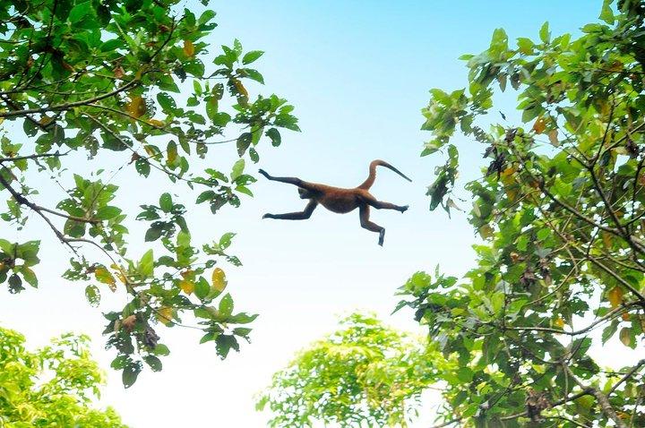 Circuit de 3 jours / 2 nuits à Tortuguero