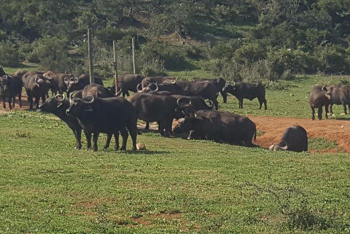 Hele dagen store 5 addo Safari