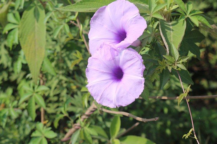Pokhara City Tour Dagtrip