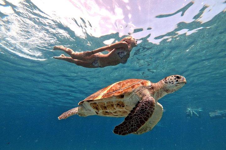 Unforgettable Sea Turtle Swim & Grote Knip Beach Escape