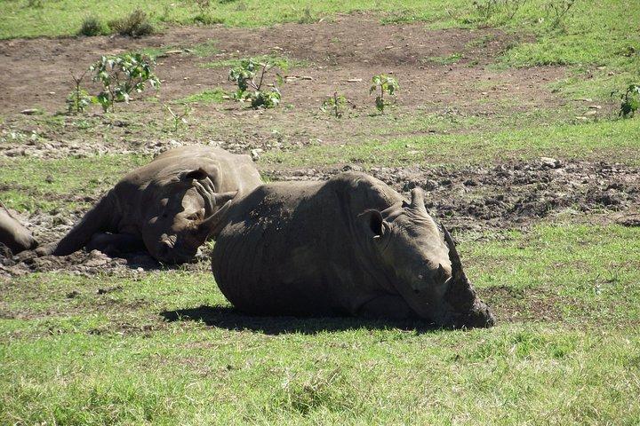 Un tour di un giorno intero in Safari alla Big 5 Game Reserve di Hluhluwe Imfolozi