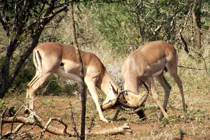 Un tour di un giorno intero in Safari alla Big 5 Game Reserve di Hluhluwe Imfolozi