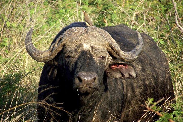 Un tour di un giorno intero in Safari alla Big 5 Game Reserve di Hluhluwe Imfolozi