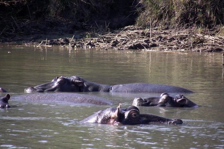Un tour di un giorno intero in Safari alla Big 5 Game Reserve di Hluhluwe Imfolozi