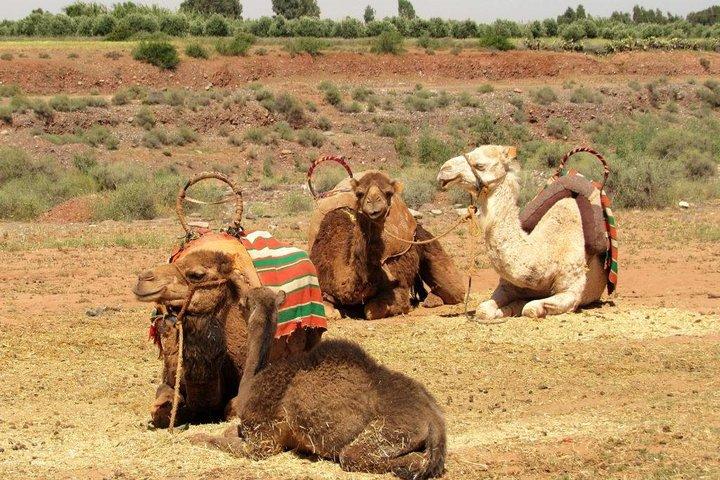 Fra Marrakech: Agafay Desert Camel Experience