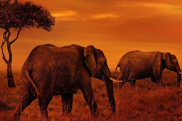 4 dagar Northern Circuit lodge safaris