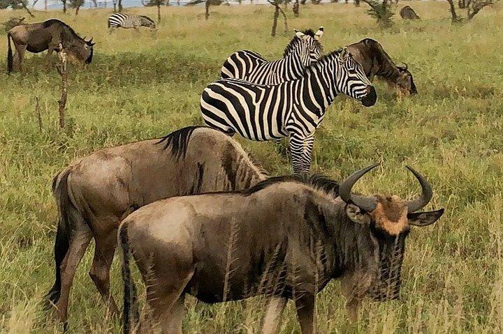 4 dage Northern Circuit lodge safari