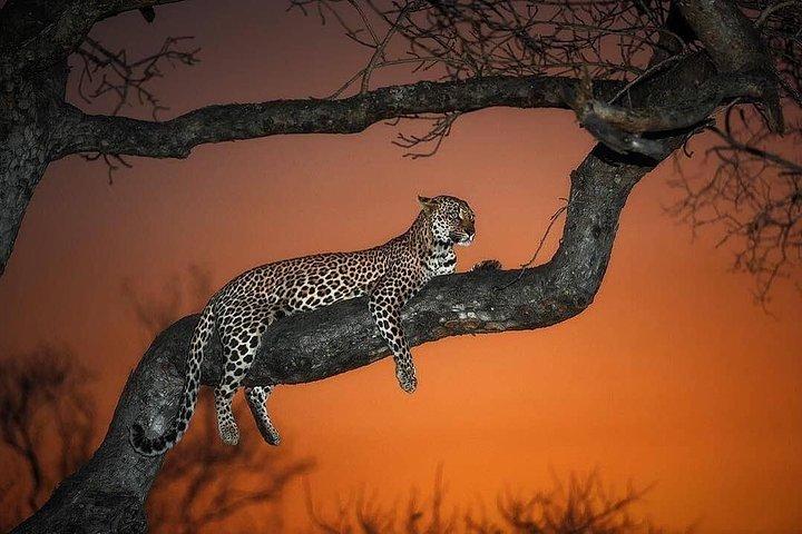 4 dage Northern Circuit lodge safari