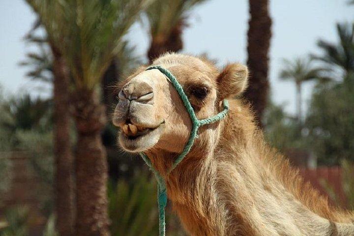 Tour do Deserto Nômade 3 Dias - Marrakech> Zagora> Marrakech