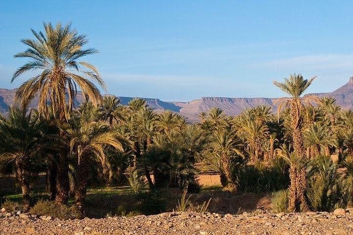 Marrakesh Palm Grove Camel Ride