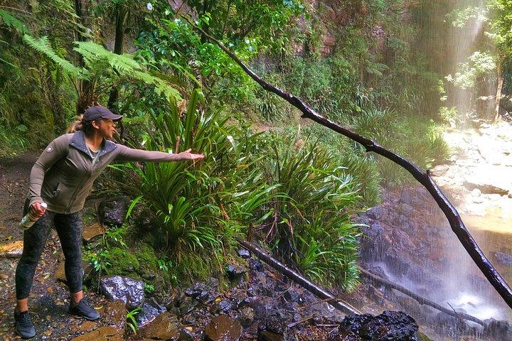 Glow Worms + Day/Night Rainforest & Waterfalls Experience