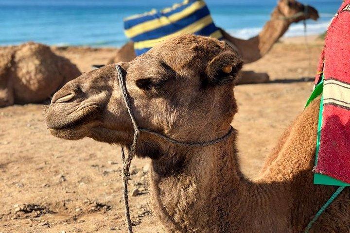 Tour do Deserto Nômade 3 Dias - Marrakech> Zagora> Marrakech