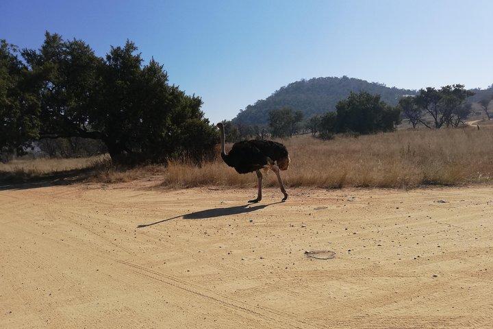 Rhino and Lion Park Half Day Safari from Johannesburg