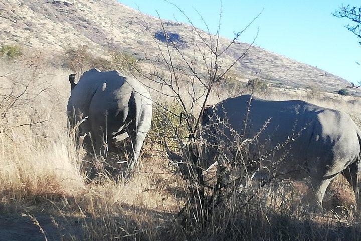 Rhino and Lion Park Half Day Safari from Johannesburg