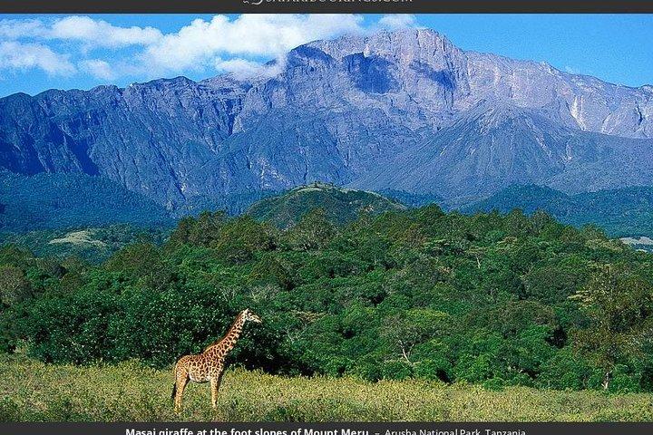 Safari privato di 4 giorni al cratere di Ngorongoro, Tarangire, Manyara, Arusha National Park