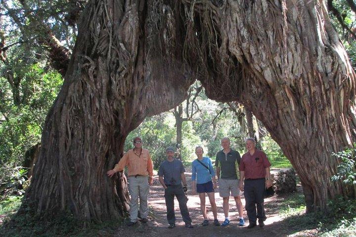 4 dias de safári privado na cratera Ngorongoro, Tarangire, Manyara, Arusha National Park