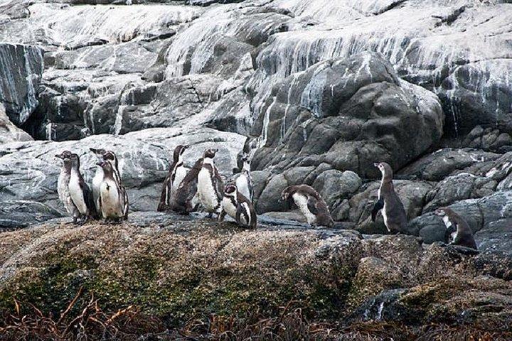 Pinguim Observando Navegação Cachagua Almoço da STGO Tour Privado