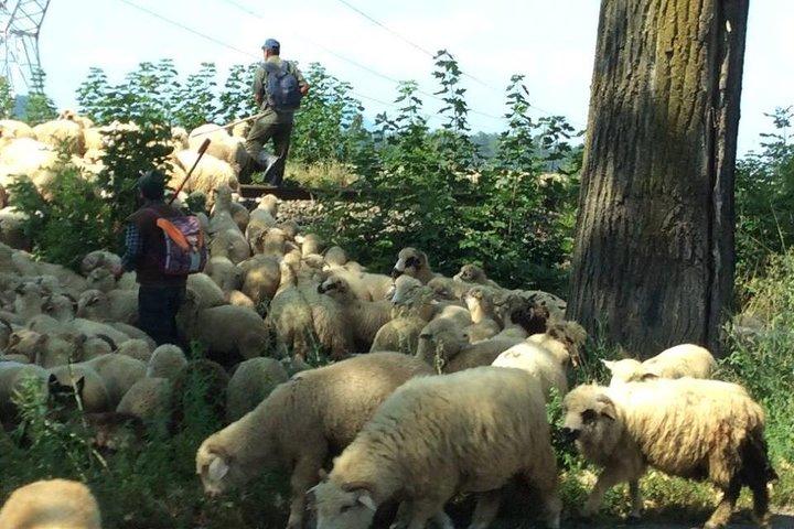 自然の中での日帰り旅行や小旅行、トランシルバニア、ブラショフの都市！