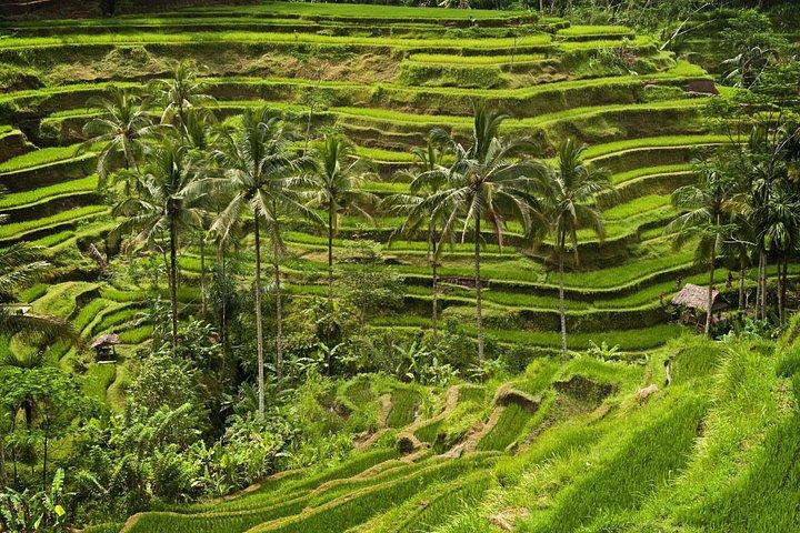 Noleggia la guida di Bali