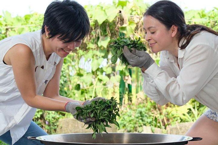 台北市からの宜蘭農村茶摘み体験