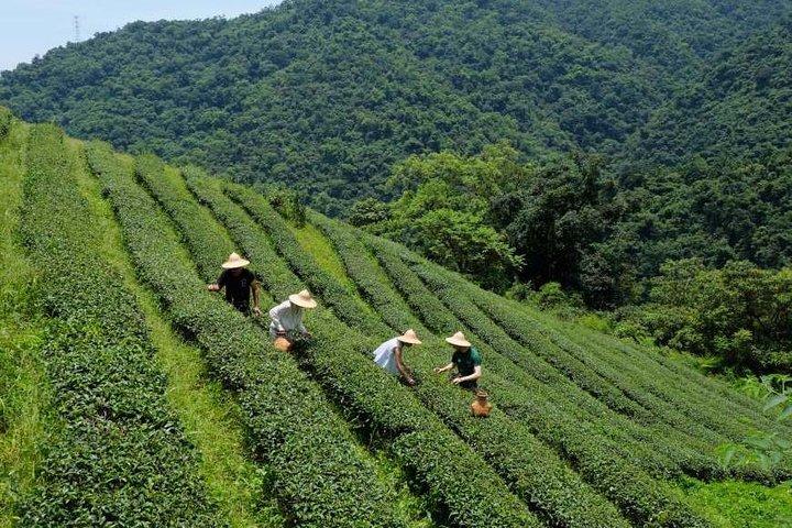 台北市からの宜蘭農村茶摘み体験