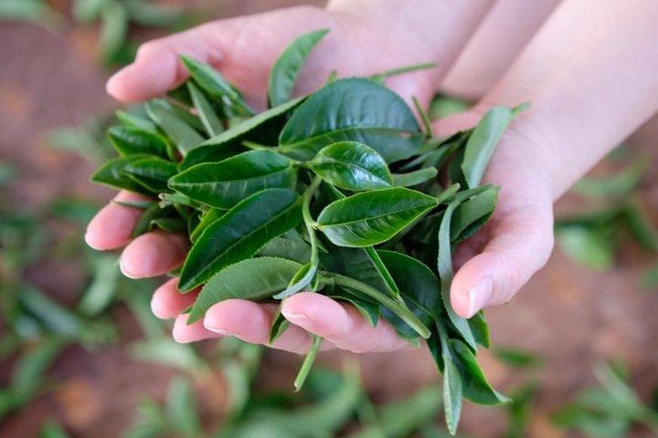台北市からの宜蘭農村茶摘み体験