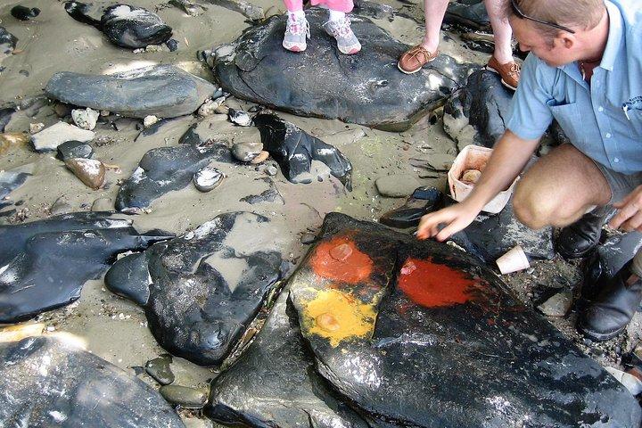 Tour privado de Daintree Wanderer
