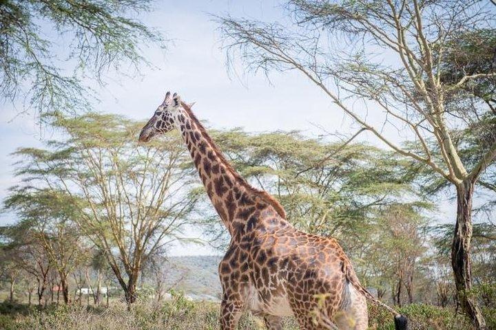 Halbtagesgiraffencenter Nairobi
