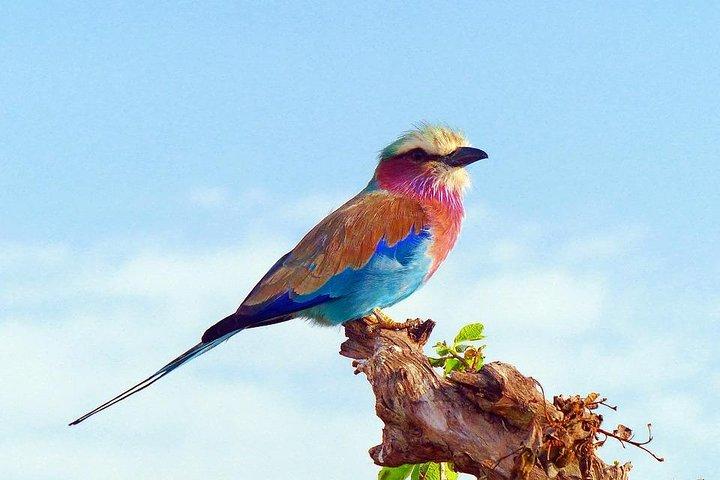 3 Days 2 Nights Tsavo East Taita Hills Game Sanctuary on Stilts
