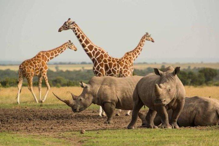 1-daagse Olpajeta Conservancy vanuit Nairobi (minimaal 2 personen)