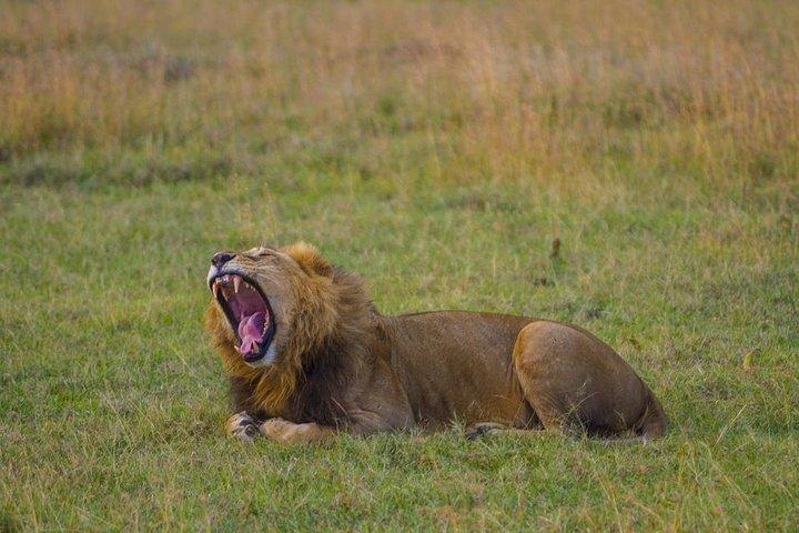 1 dag Olpajeta Conservancy Från Nairobi (minimum 2 Pax)
