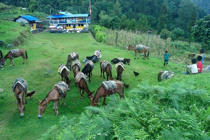 Kanchenjunga South Base Camp Trek - 13 Days