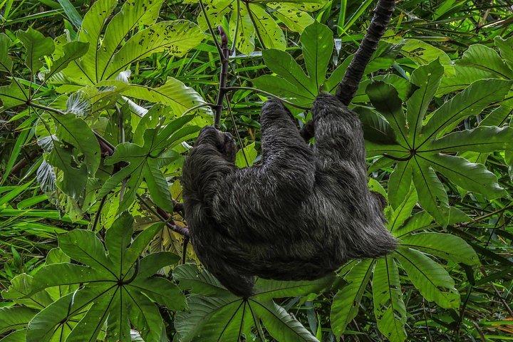 サンノゼウォーキングネイチャーツアー：ナマケモノ、鳥、木