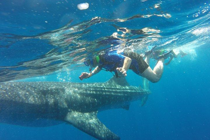 Cancún Walhai Begegnung von Cancún