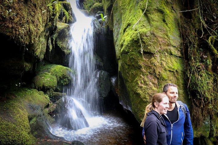 Cloud Forest & Waterfalls Half-Day Hike